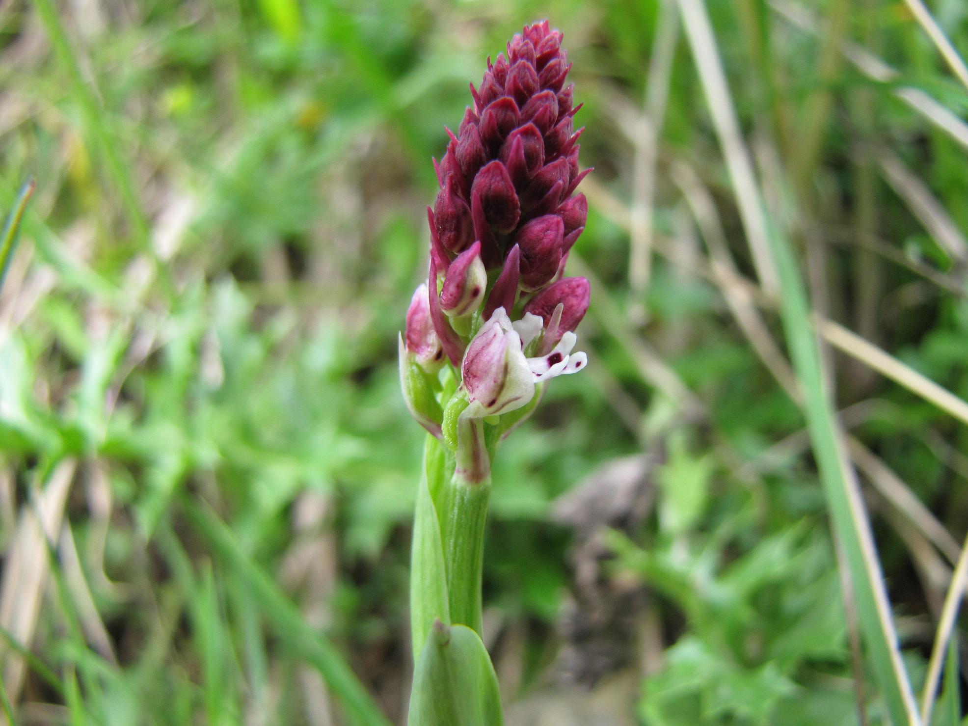 Orchis ustulata